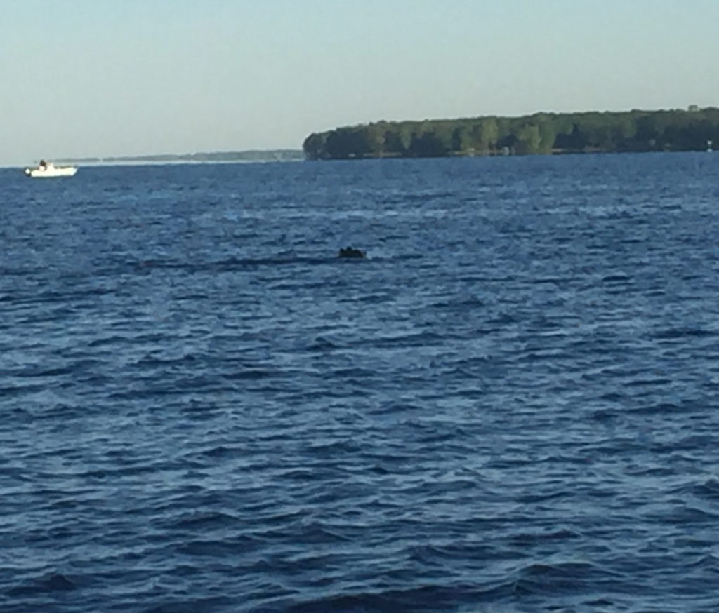 Black bear and boat in distance Oneida lake